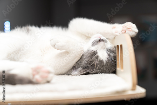 cat laying, sleeping, relaxing on a soft cat's shelf of a cat's house, cat tower, cat tree on top indoors. a grey and white cat laying on top of a scratching post. pet ownership, pet friend. cute paws © ATRPhoto