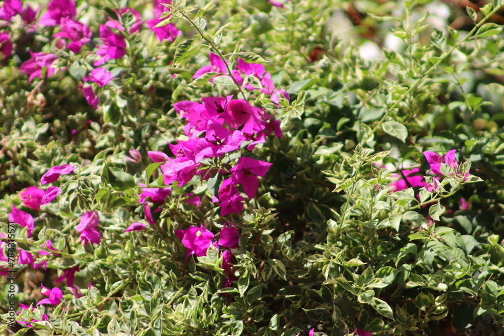 Pink bougainvillea spectabilis flower blooming between the green leaves