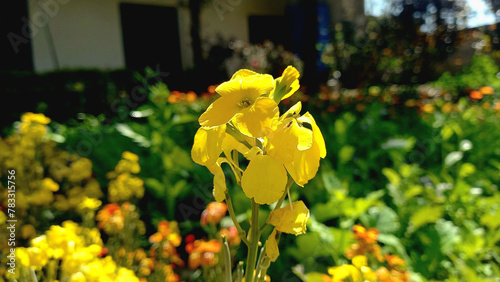 Beautiful Erysimum cheiri yellow flower
 photo