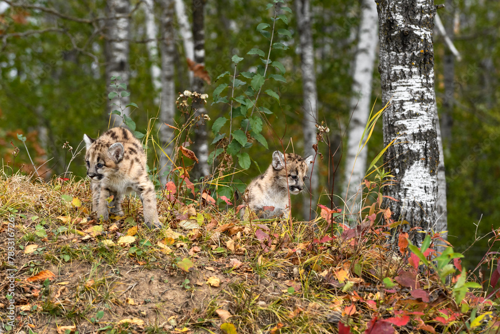 Pair of Cougar Kittens (Puma concolor) On Embankment in Forest Autumn