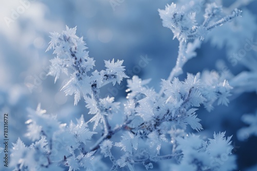 Delicate branches covered in frost, captured in stunning detail and cast in a cool blue tone, exude the beauty of winter's touch.