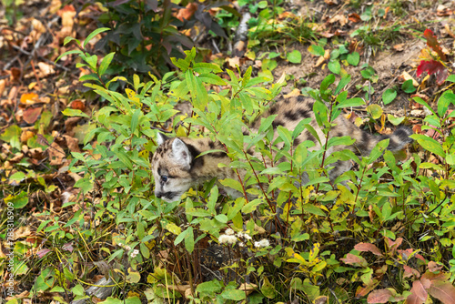 Obraz na płótnie Cougar Kitten (Puma concolor) Walks Through Brush Autumn w salonie
