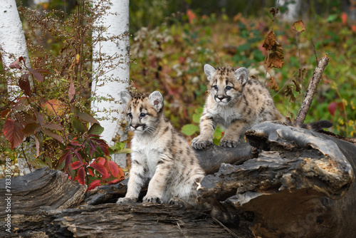 Obraz na płótnie Cougar Kittens (Puma concolor) Sit Together Atop Log Looking Left Autumn w salonie