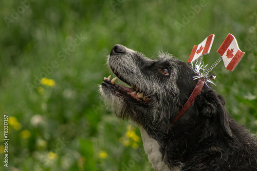 Happy Canada Day Senior Black Mixed Breed Terrier Dog Wearing Canadian Flag Headband with Green Grass Background and Space for Text