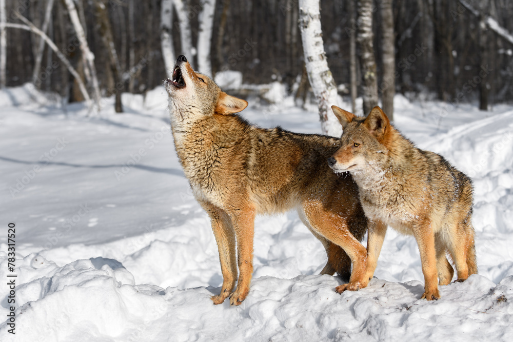 Coyotes (Canis latrans) Stand Together One Lifting Head to Howl Winter