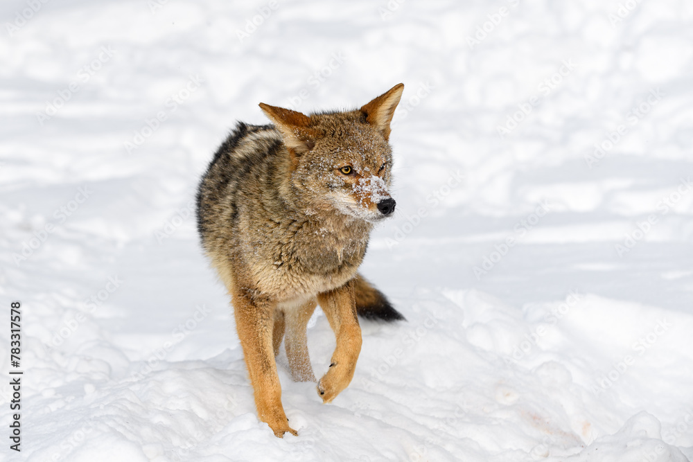 Coyote (Canis latrans) Steps and Turns Ears to Sides Winter