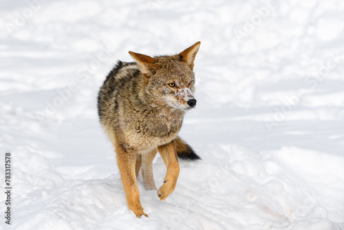 Obraz na płótnie Coyote (Canis latrans) Steps and Turns Ears to Sides Winter w salonie