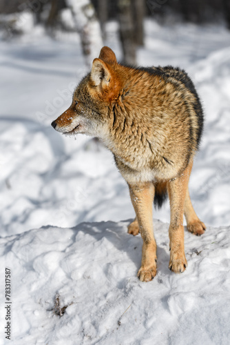 Coyote  Canis latrans  Stands in Profile Looking Left Winter
