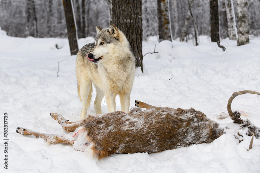 Grey Wolf (Canis lupus) Stands Over Deer Body Licking Nose Winter