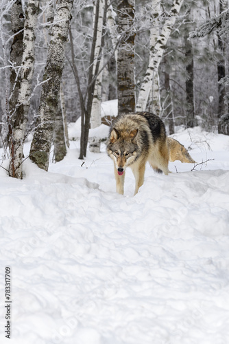 Grey Wolf  Canis lupus  Walks Out of Frosty Woods Tongue Out Winter