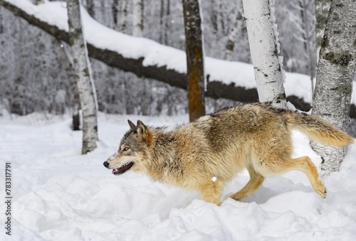 Grey Wolf (Canis lupus) Runs Left Back Leg Up Winter