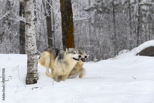Grey Wolves (Canis lupus) Run Side By Side in Frosty Woods Winter
