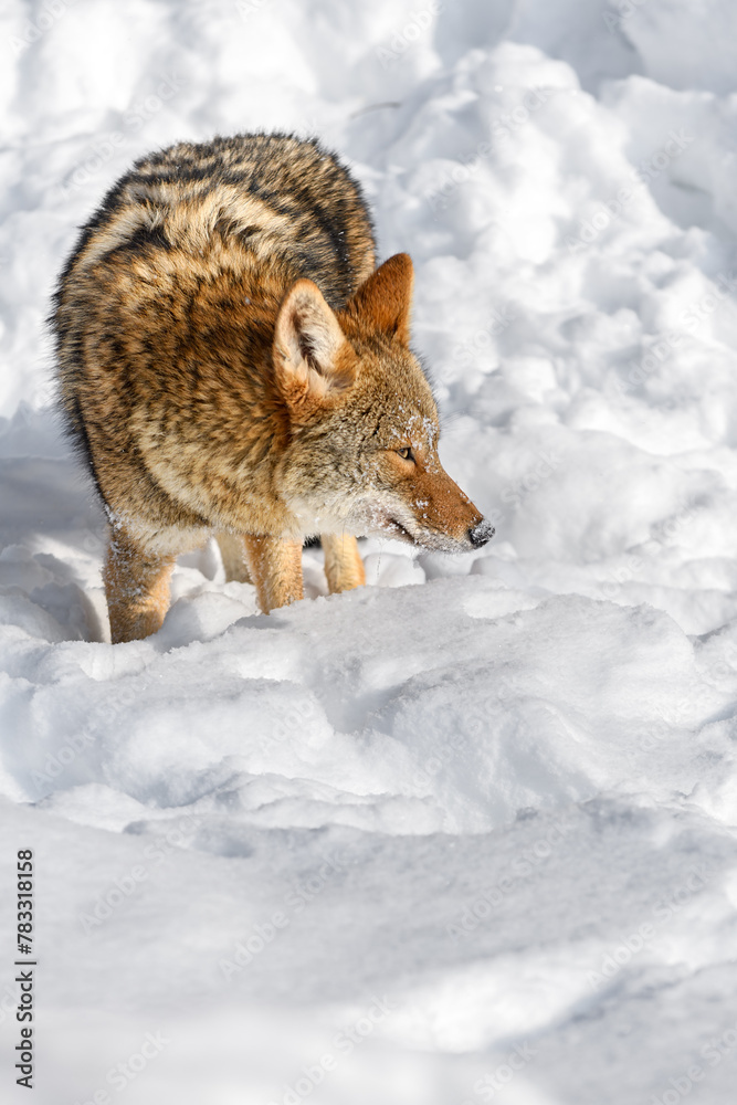 Coyote (Canis latrans) Stands in Profile Looking Right Nose Down Winter