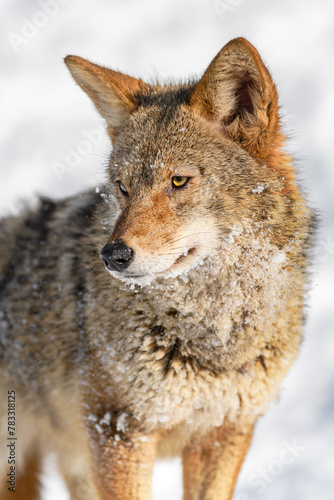 Coyote (Canis latrans) Looks Down and to Left Winter