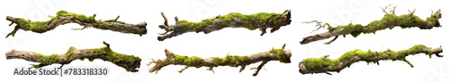 Set of moss-covered tree branches, cut out