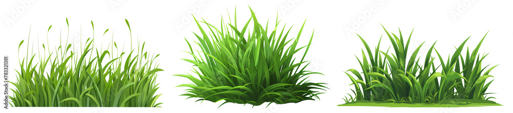 Set of clump of grass isolated on white and transparent background - obrazy, fototapety, plakaty 