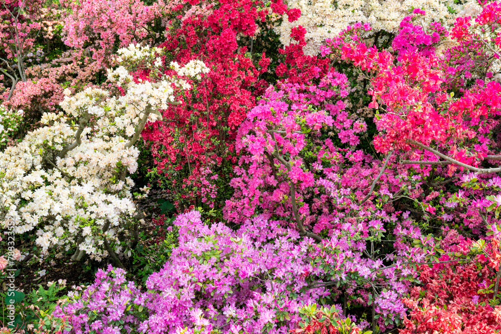 Obraz premium Colorful Azalea flowers in full bloom in spring