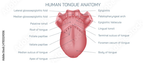 What your tongue looks like. human tongue anatomy cross section vector illustration. tongue problems, symptoms, causes, diagnosis and treatment. structure and functions biology students study material photo
