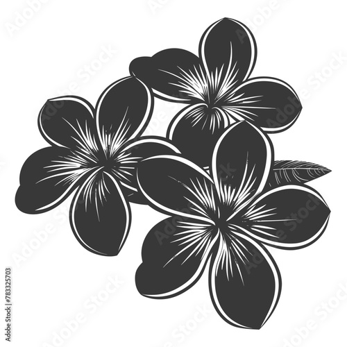 Silhouette plumeria flower black color only vector