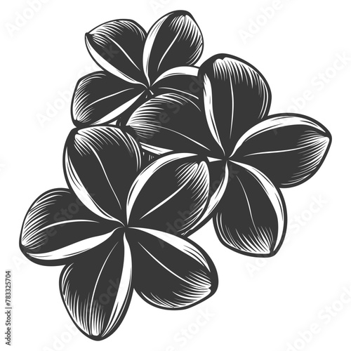Silhouette plumeria flower black color only vector