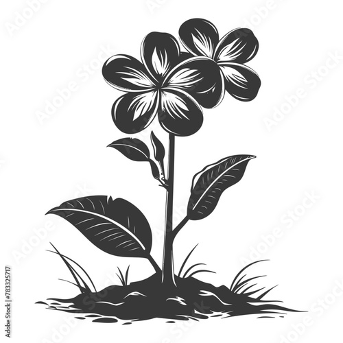 Silhouette plumeria flower in the ground black color only