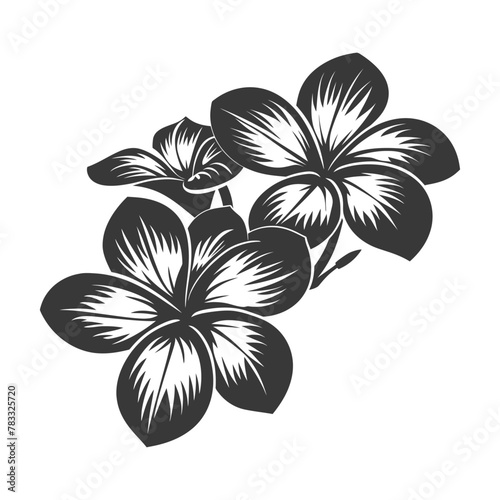 Silhouette plumeria flower black color only vector