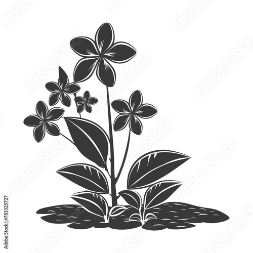Silhouette plumeria flower in the ground black color only