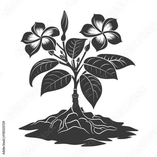 Silhouette plumeria flower in the ground black color only