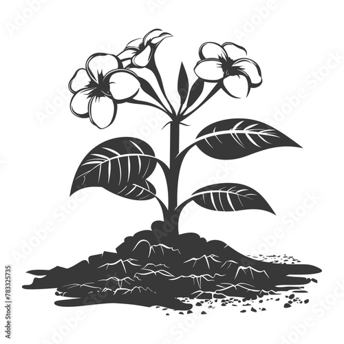 Silhouette plumeria flower in the ground black color only