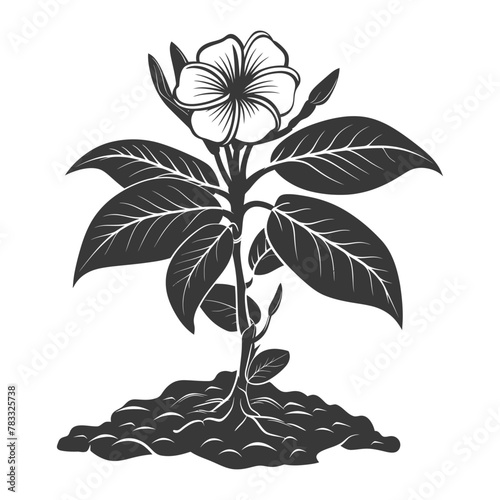 Silhouette plumeria flower in the ground black color only