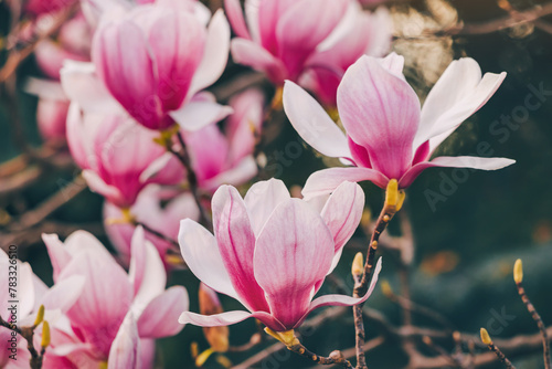 Spring romance: Macro view of fresh magnolia blooms.