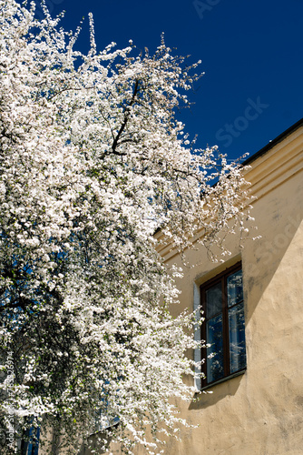cherry blossoms near a two-story house