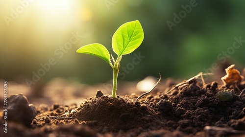 A sapling stands with leaves spread towards the rising sun that showers the fertile soil with light, echoing themes of growth and potential photo