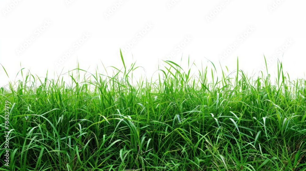 green grass white background green grass white background