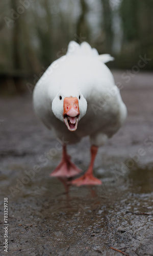 An angry white goose looking straight at the camera and hissing photo