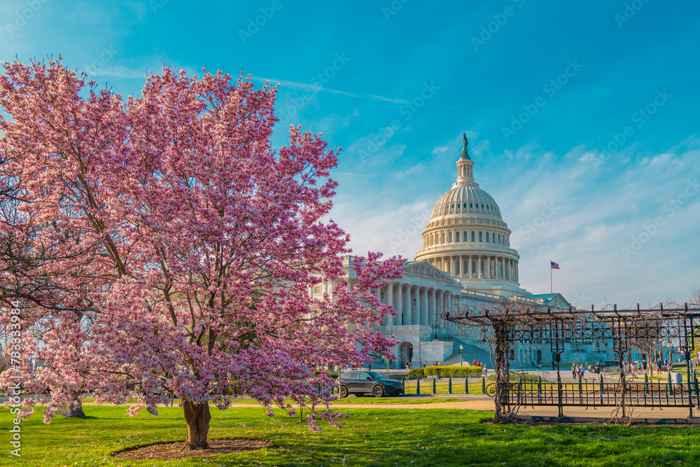 Blossom spring in Washington DC. Capitol building at spring. USA Congress, Washington D.C.