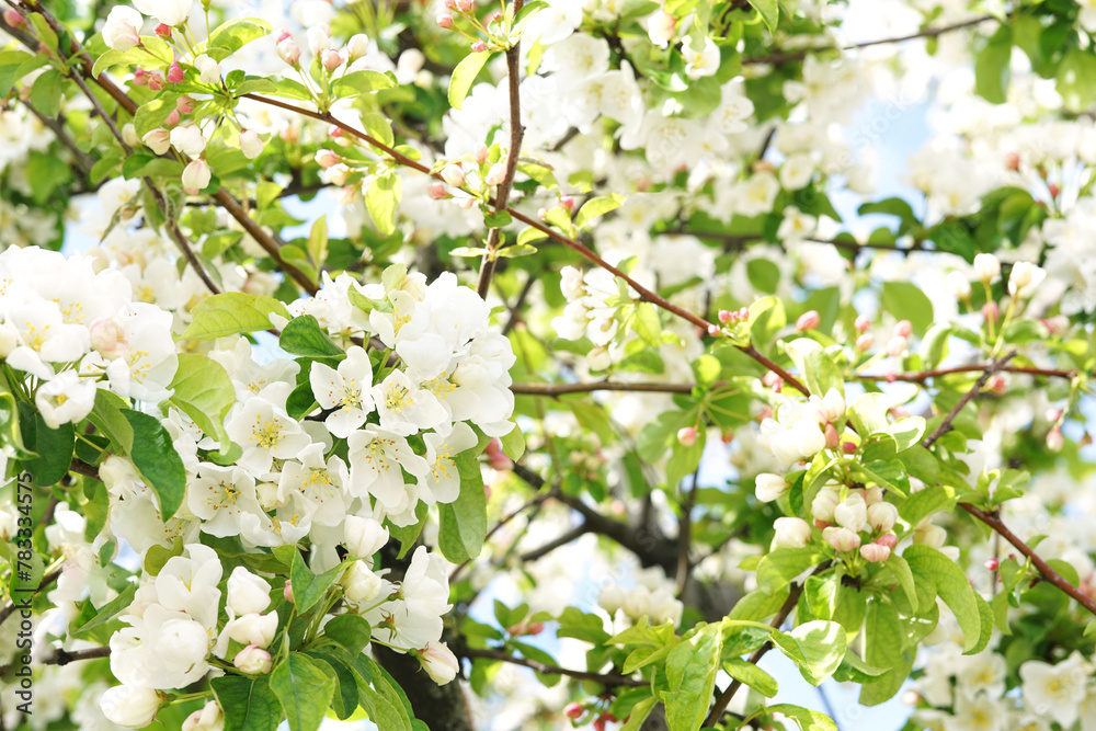 Apple tree branch in spring flowers. Close-up. Apple tree branch in spring flowers. Close-up.