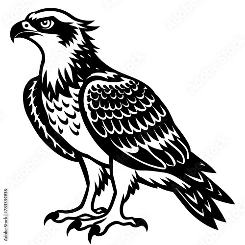 north american osprey silhouette-vector-st