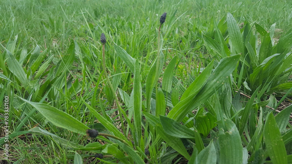 Fototapeta premium Heilpflanze Spitzwegerich Plantago Lanceolate wächst auf einer grünen. Wiese
