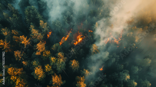 Top view of a forest fire. A strip of dry grass sets fire to trees in a dry forest. Fire with smoke from a bird s eye view. Natural disaster concept  nature.