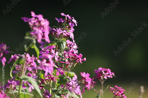 monnaie du pape en fleur