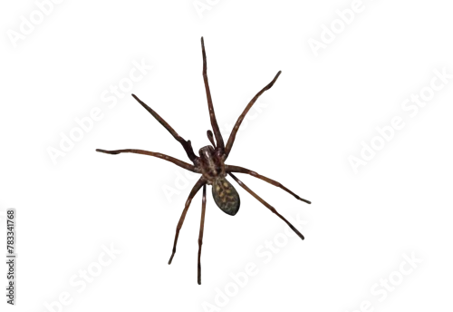Fototapeta na wymiar Giant house spider (Eratigena atrica) is a non-venomous species of spider from the funnel-web spider family living in Europe - on isolated transparent background.
