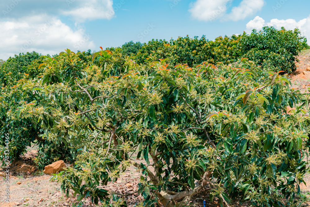 avocado plantation (Persea Americana) papelillo variety