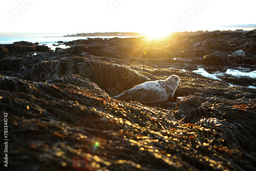 Seal sunbathing on rocks