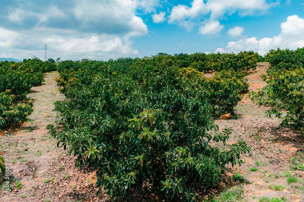 avocado plantation (Persea Americana) papelillo variety