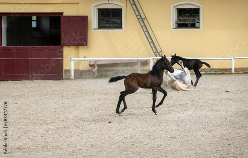 Lippizaner Stuten mit Fohlen . Lipizzaner mares with foals . fillies
