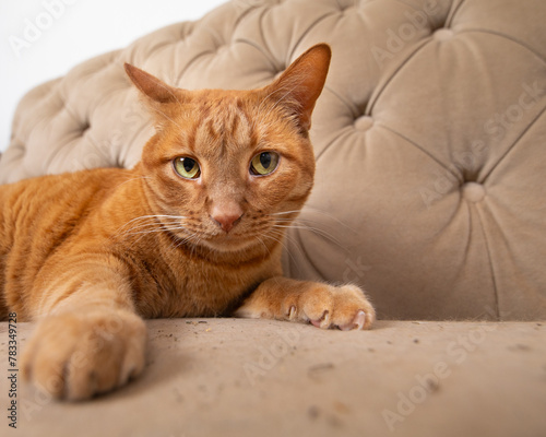 Fototapeta Naklejka Na Ścianę i Meble -  Orange tabby cat laying in catnip cute shy expression on his face 