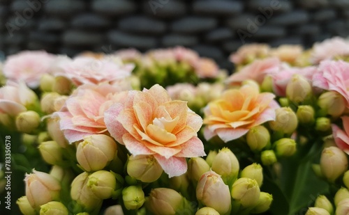 Nahaufnahme von vielen kleinen rosa Bl  ten und gr  nen Knospen der Kalanchoe Pflanze. Im Hintergrund schwarze glatte Steine. Textfreiraum.