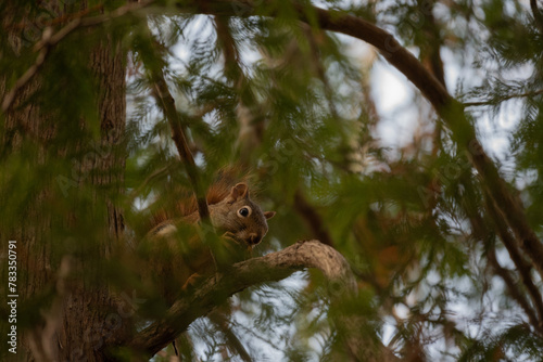 Red Squirrel in Eastern Cedar photo
