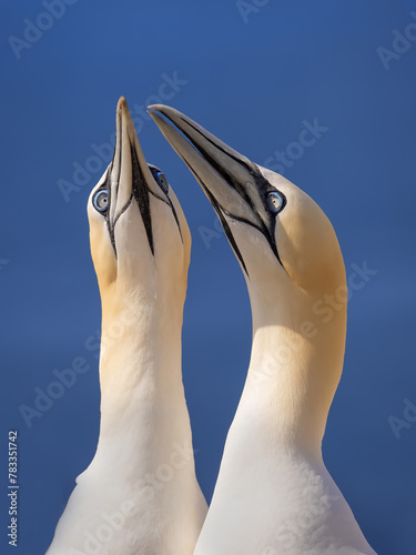 Two norhtern gannet terns in the wild © denisapro